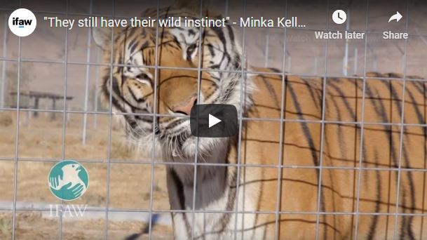 "They still have their wild instinct" - Minka Kelly