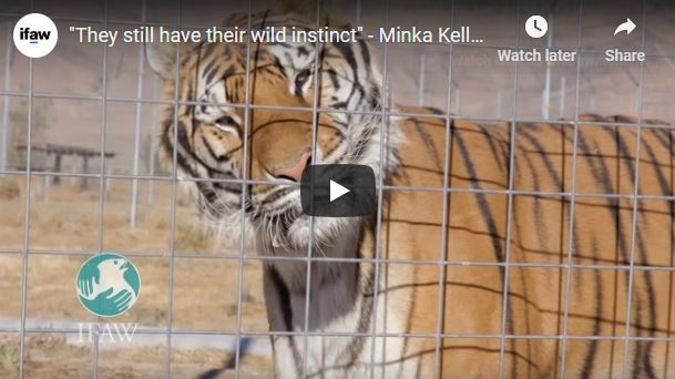 Tiger cubs and their mom at animal refuge center 