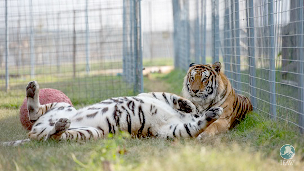 What Cub Petting Really Is - Carolina Tiger Rescue