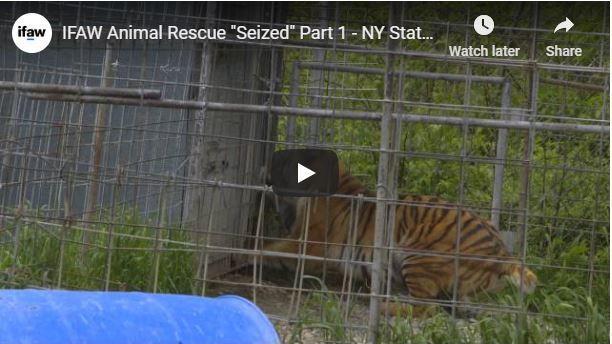 Episode 1: Meet the Animal Rescue team and learn about the challenges they’ll face as they prepare to execute one of the largest U.S. exotic animal seizures in recent memory.