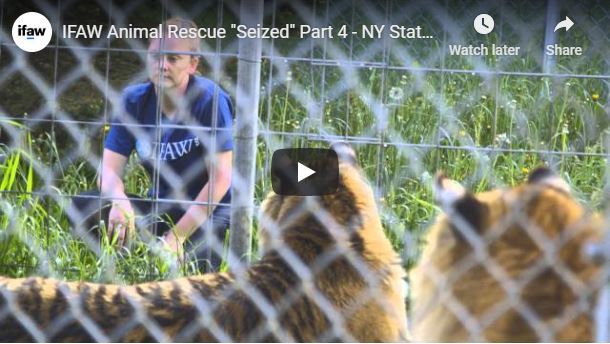 Episode 4: The animals are on the move, and we speak with some of the team members responsible for their ongoing care about the challenges of exotic animal ownership in the U.S.