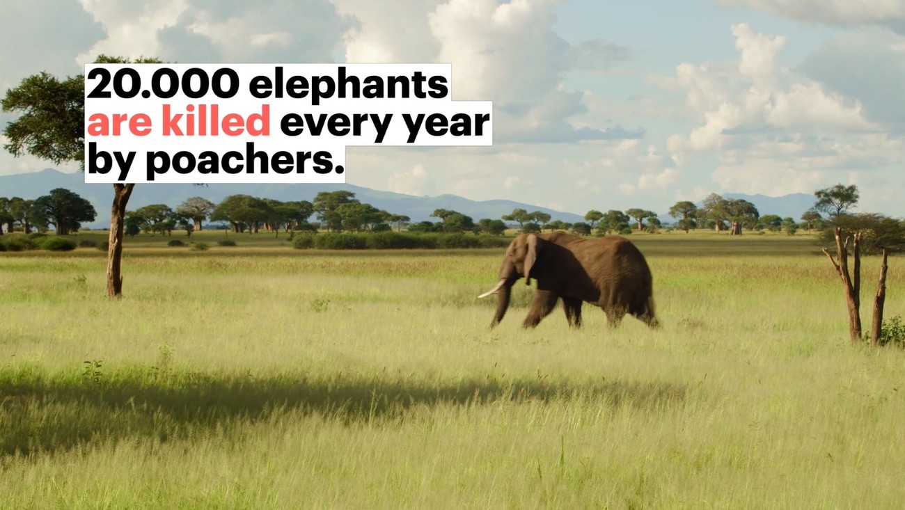 A solution for elephant poaching