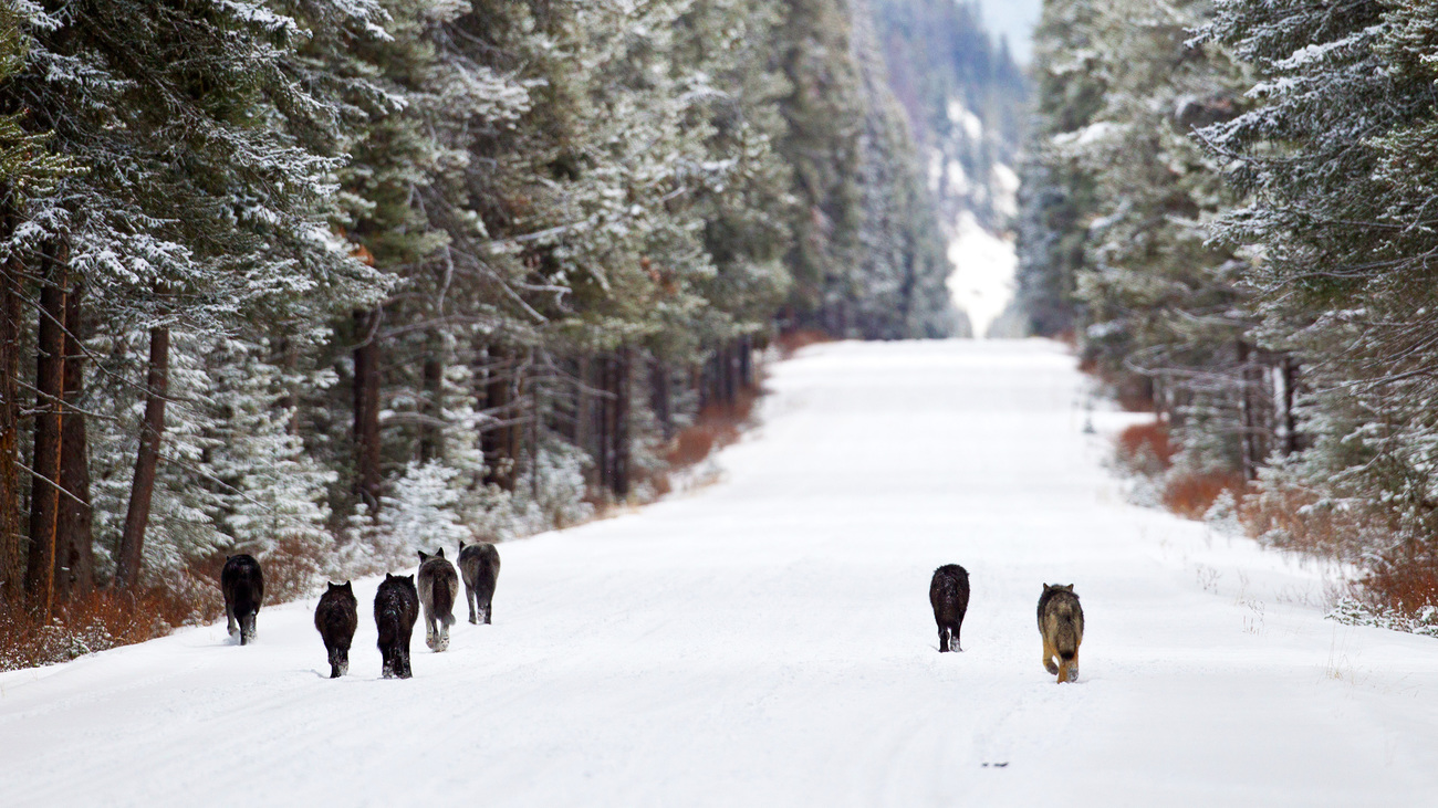 A pack of wild gray wolves walking through the snow in the Canadian Rockies in Banff National Park, Alberta, Western Canada.