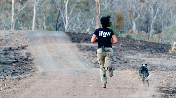 bear running in bushfires