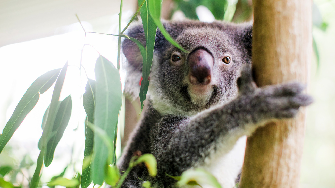 Gros plan d'Ember perchée sur un arbre à l'intérieur de son enclos chez Friends of the Koala. 