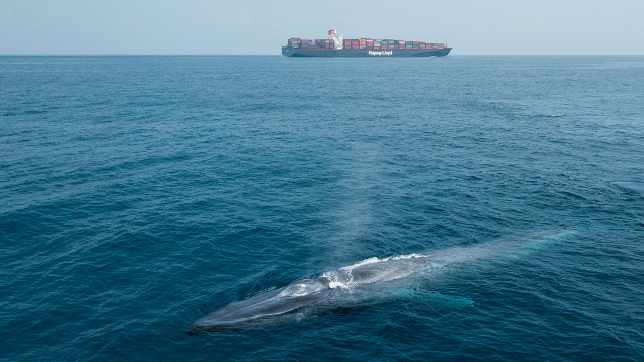 Blue whale breaching with cargo ship in background