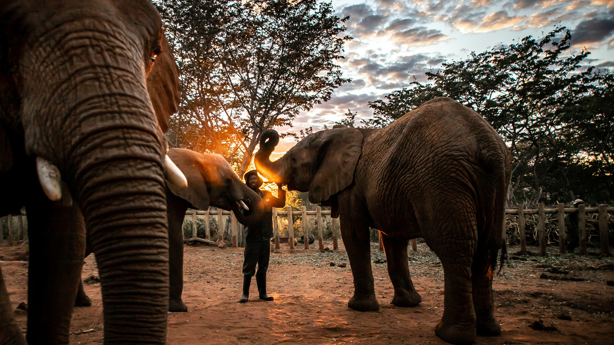 éléphants dans le boma