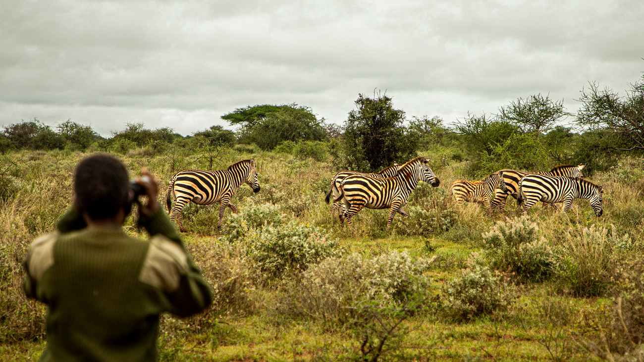 Ranger viewing zebras