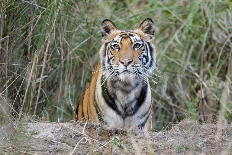 What you should know about tigers | IFAW