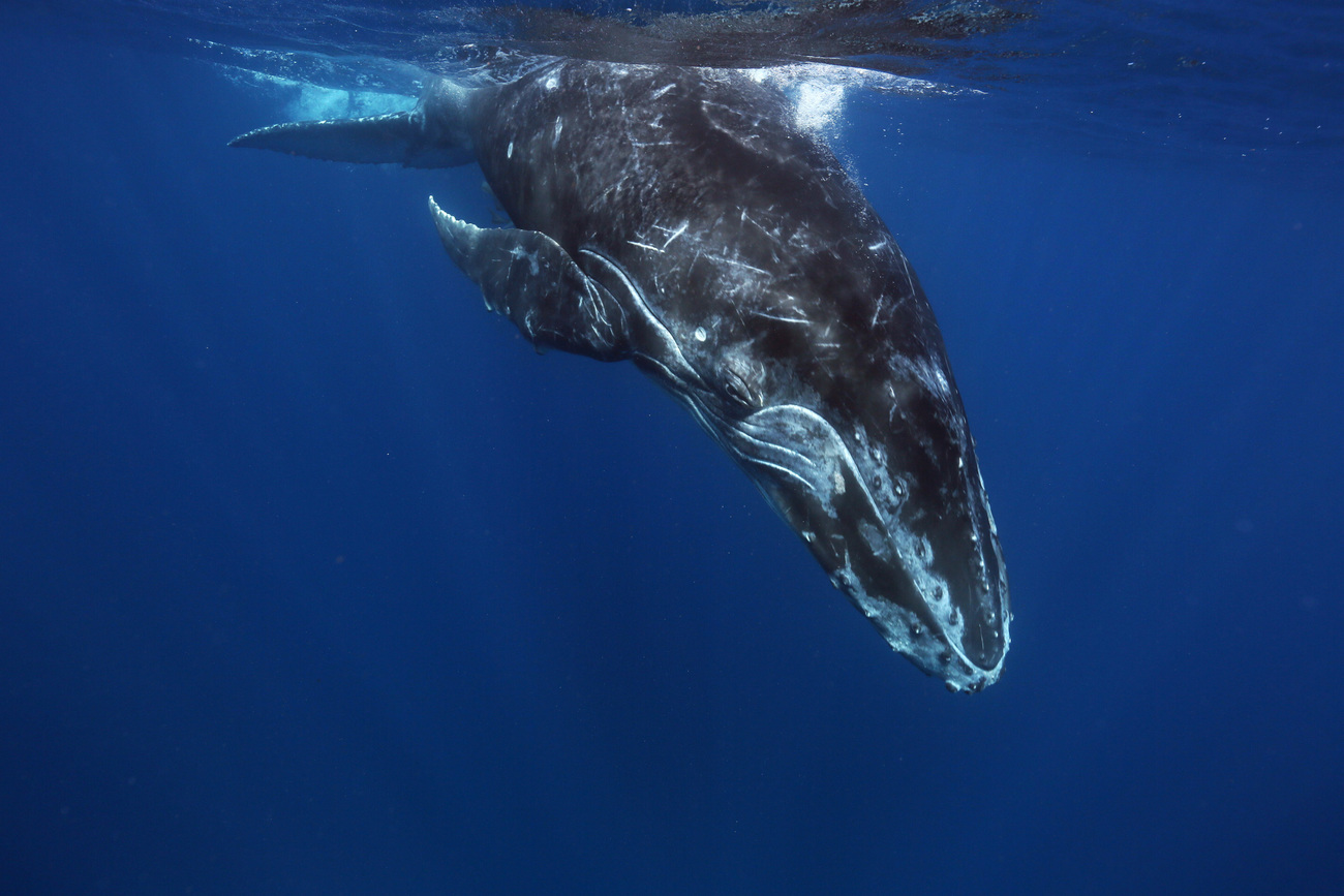 ocean noise pollution and its deadly impact on marine animals