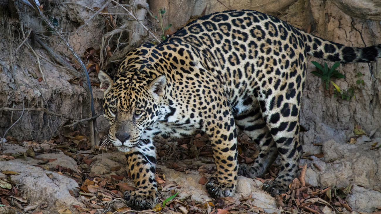 A jaguar in the Pantanal, Brazil