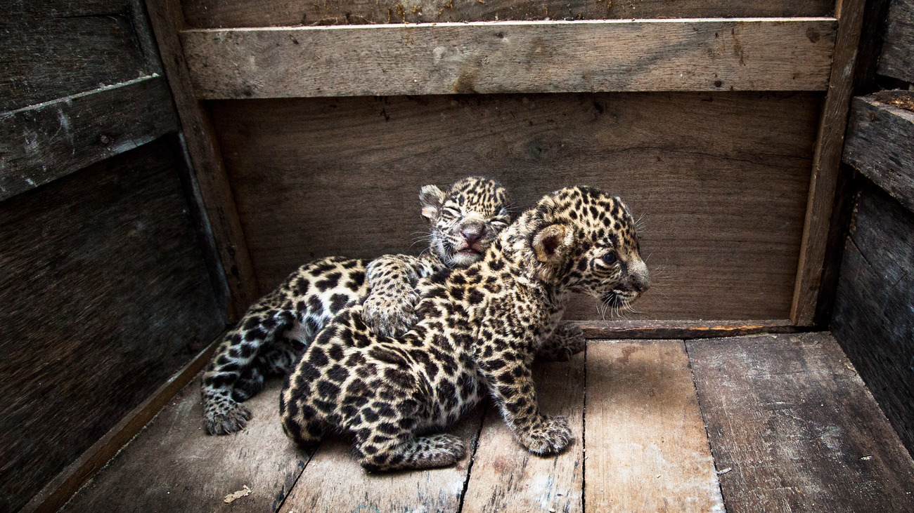 bébés jaguars secourues au Mexique