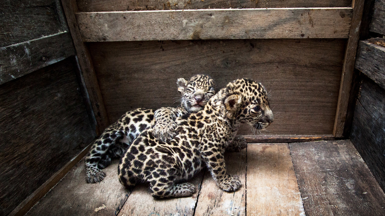 Twee vrouwelijke jaguarwelpen die door de Mexicaanse autoriteiten werden gered in de Mexicaanse deelstaat Campeche.