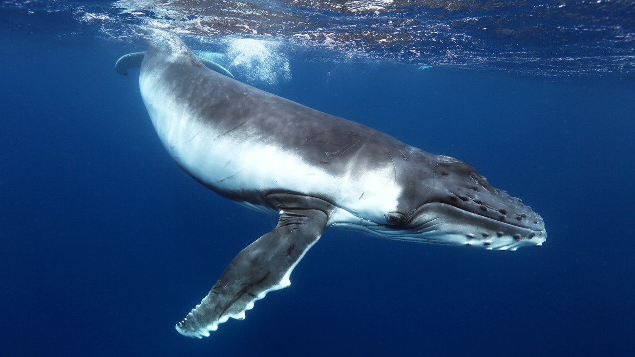 fifteen ways you can help protect the ocean and marine animals
