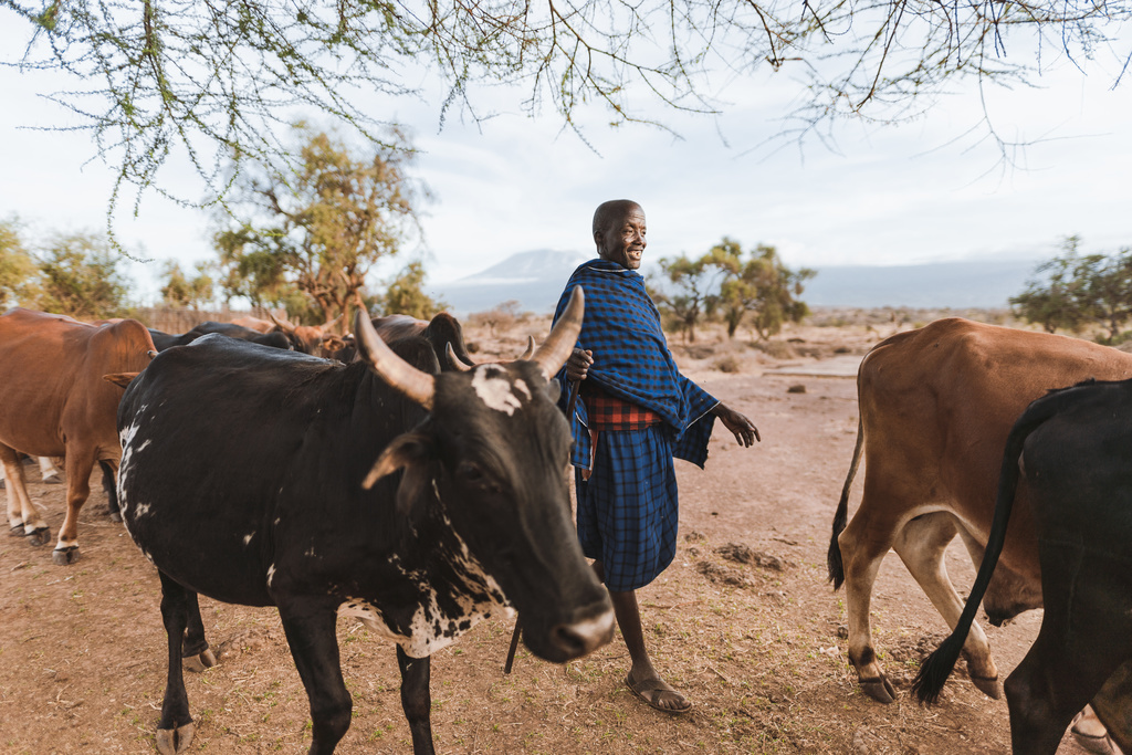Maasai member with cattle