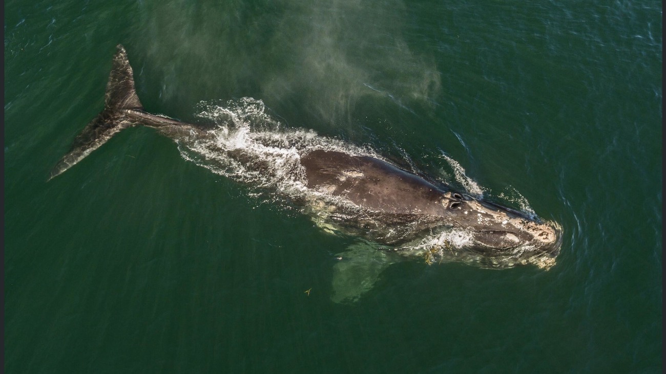 aerial view of a North Atlantic right whale resting at the ocean's surface