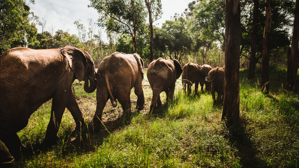 a herd of elephants walk on a path through a forest