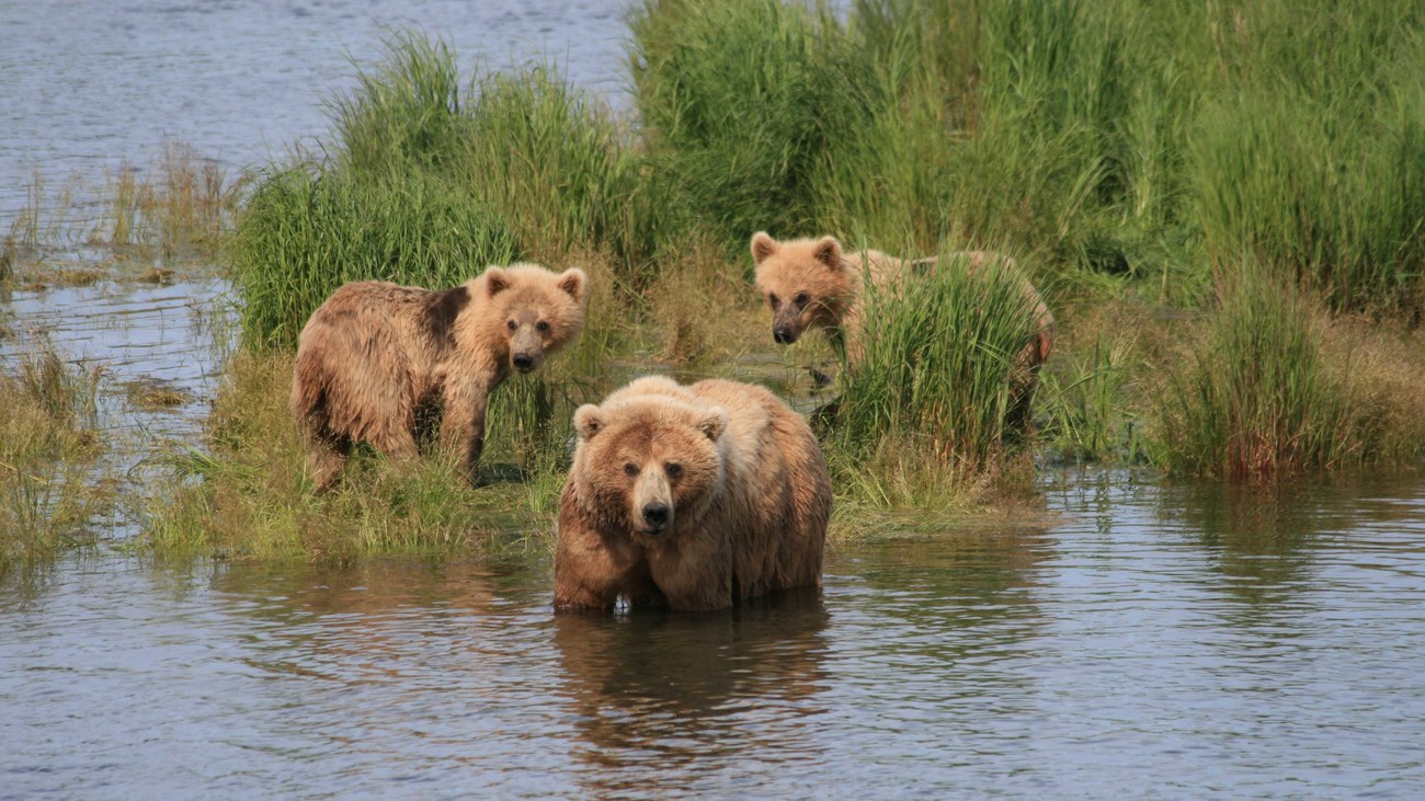 an adult bear with two young cubs play in the water at Katmai National Park in Alaska 