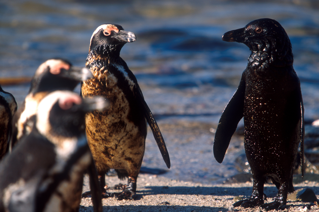 oil-covered penguins on Robben Island 