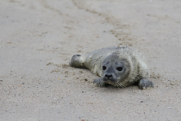 Faq About Seals Ifaw