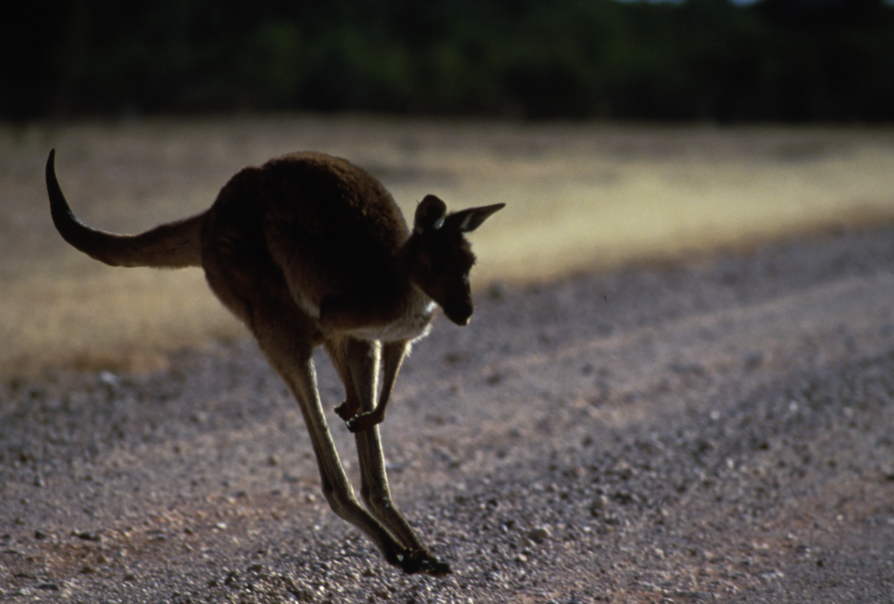 kangaroo on road