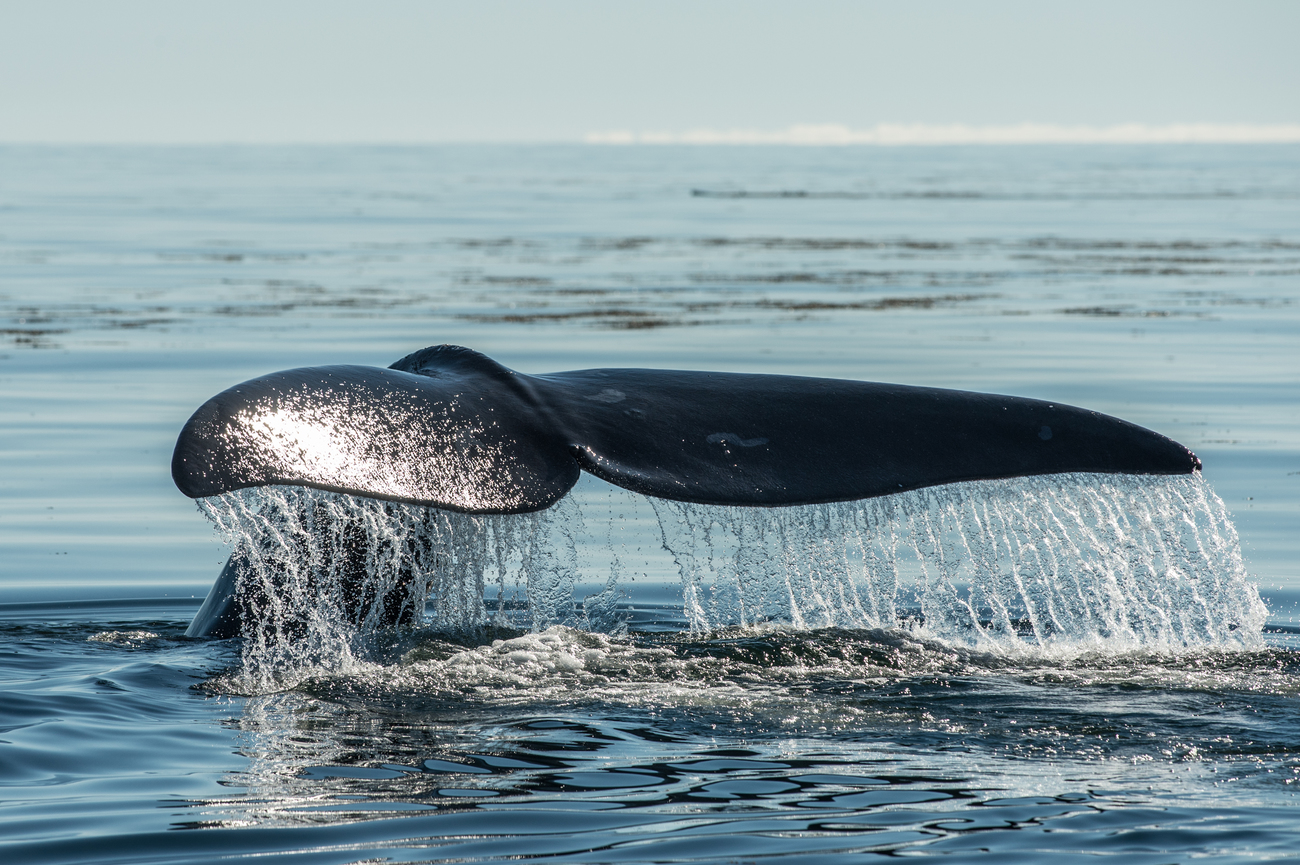 The fluke of a North Atlantic right whale is visible above the ocean. 