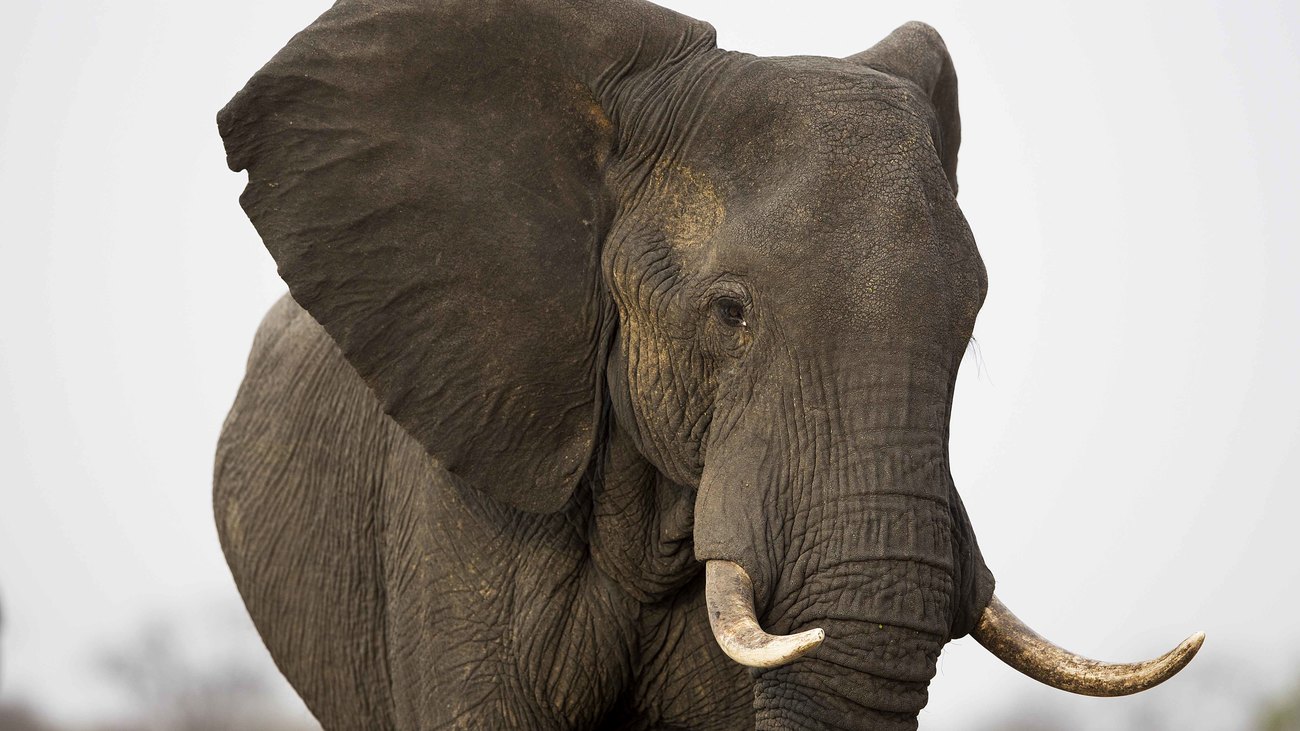 close-up of an African elephant standing in Hwange National Park in Zimbabwe