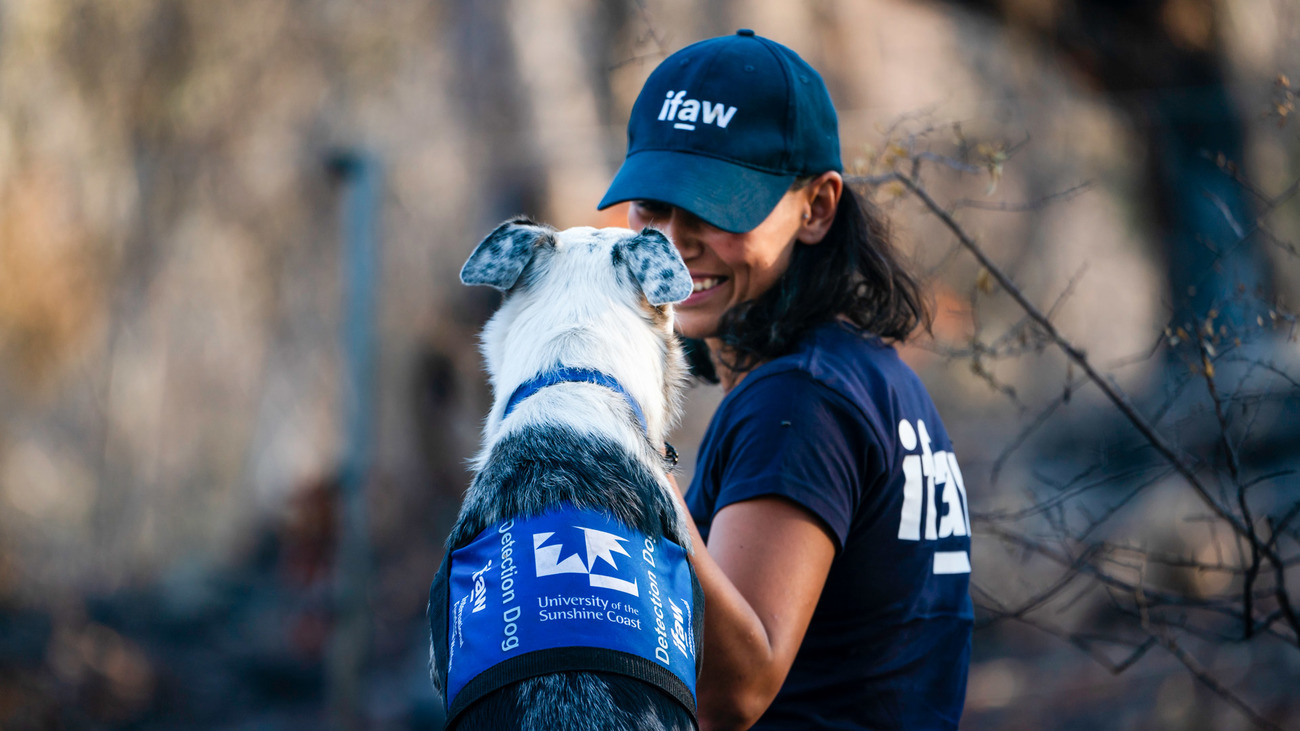 rescue dog with handler in Australia