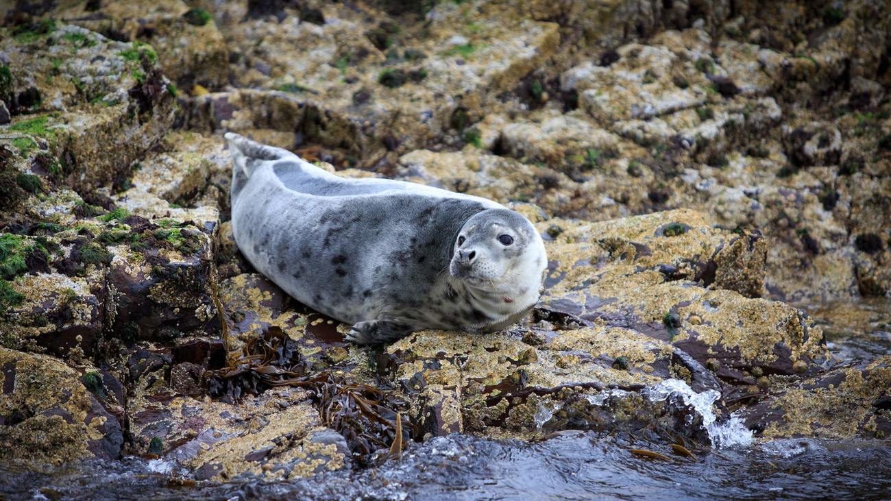 a harbor seal on the rocks
