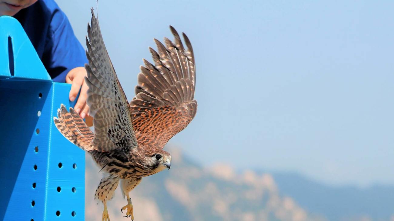 common kestrel flies out of a box as it is released back into the wild in Beijing