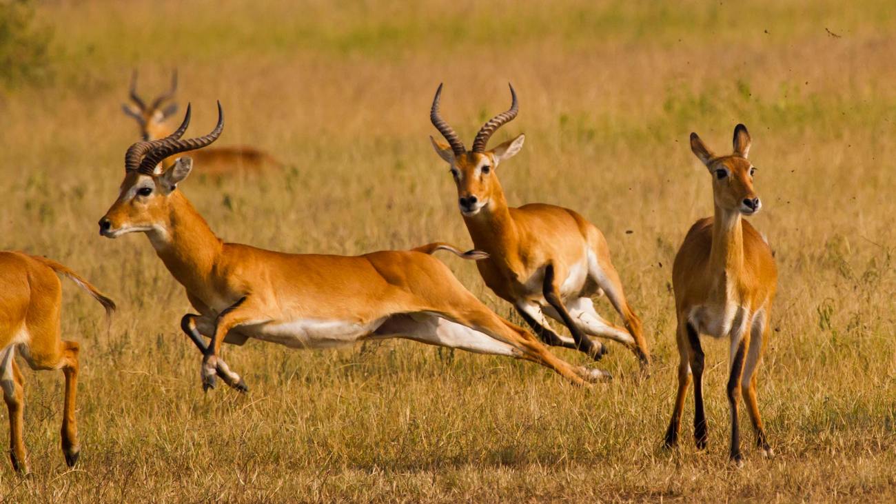 antilope en Ouganda