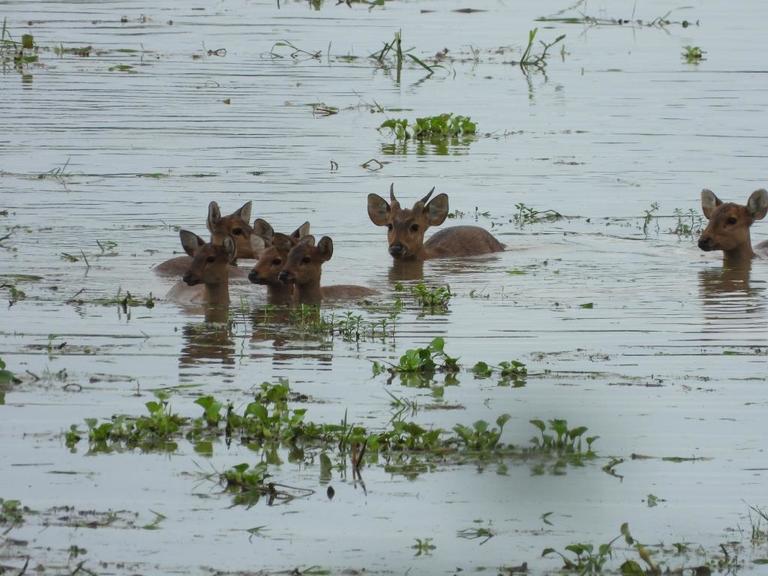 https://d1jyxxz9imt9yb.cloudfront.net/medialib/1399/image/s768x1300/Kaziranga-floods-hogdeer-2020.JPG