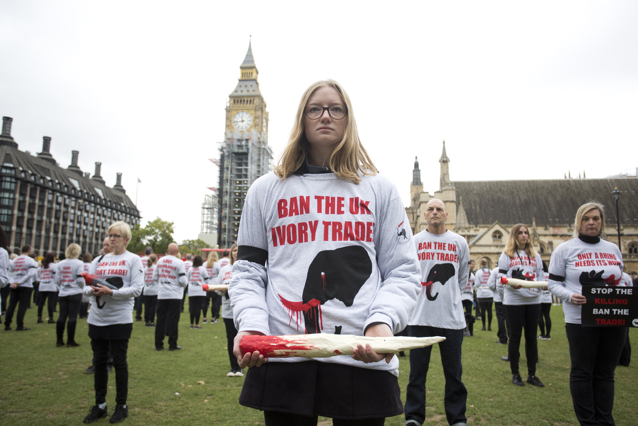 On the UK Ivory Ban