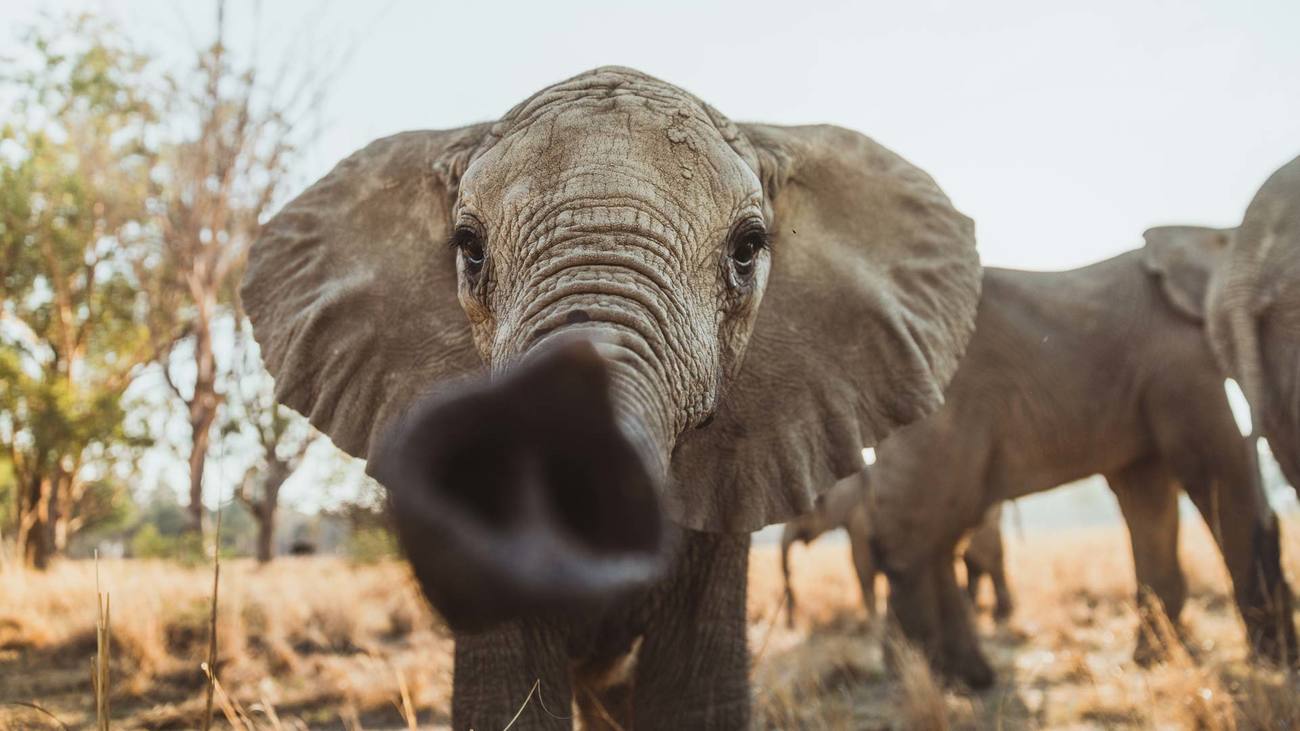 Close-up of elephant at ZEN.