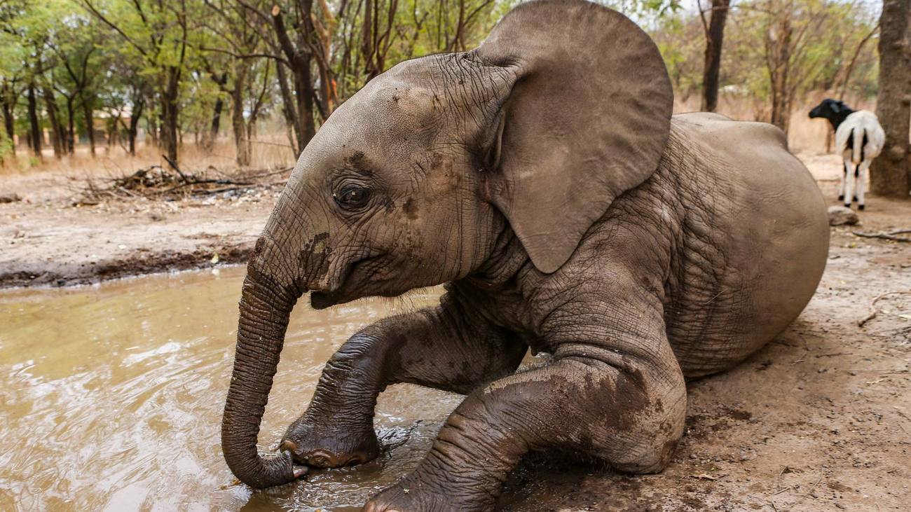 elephant lays in mud bath