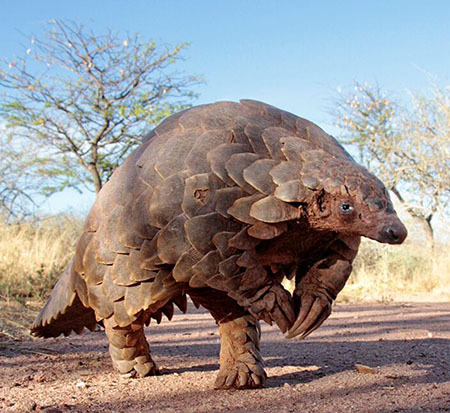 New legal protections will help safeguard the future of pangolins and protect them from poaching.