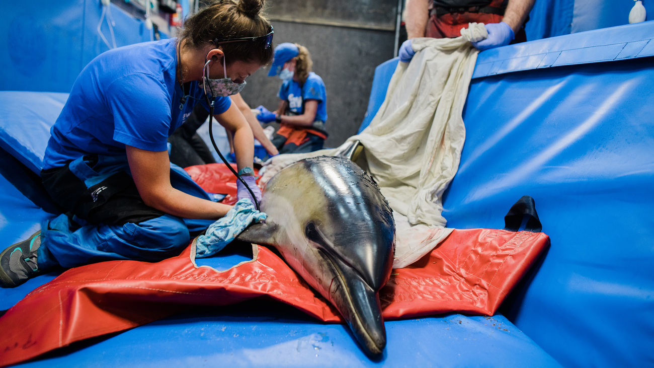 staff rescue dolphin