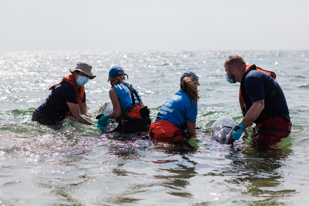 IFAW's Marine Mammal Rescue & Research team keeps two stranded dolphins upright in the water to ensure they can breathe.