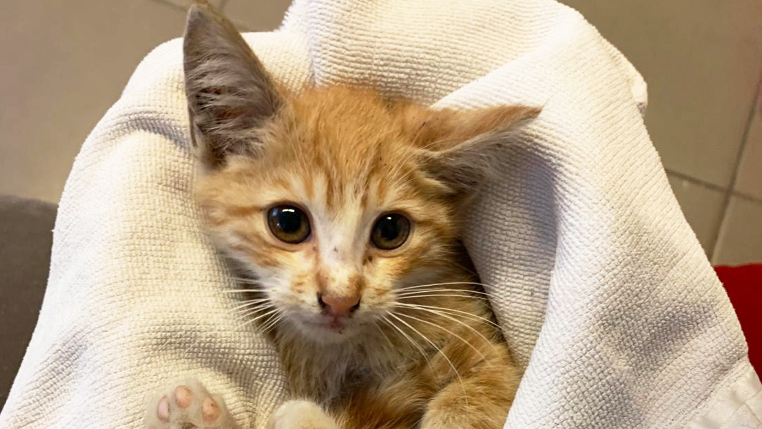 A cat rescued from the Beirut explosion is wrapped warmly in a towel.