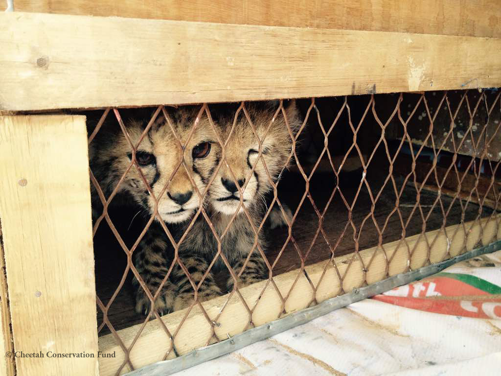 Guépards secourus du commerce d’animaux vivants