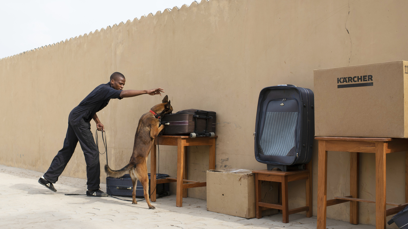 Nariz, l'un des chiens de détection du projet affiche ses compétences à Nabil Bio Oure, son maître, en détectant des produits issus de la faune sauvage à l'intérieur d'une valise.