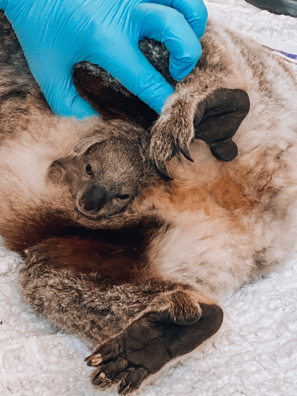 During Jessie's rehabilitation, a joey was discovered in her pouch. 