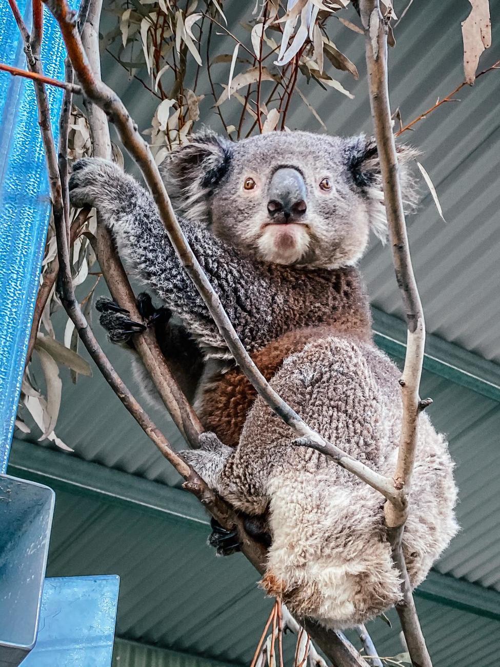 A koala in rehabilitation at Two Thumbs Wildlife Sanctuary.