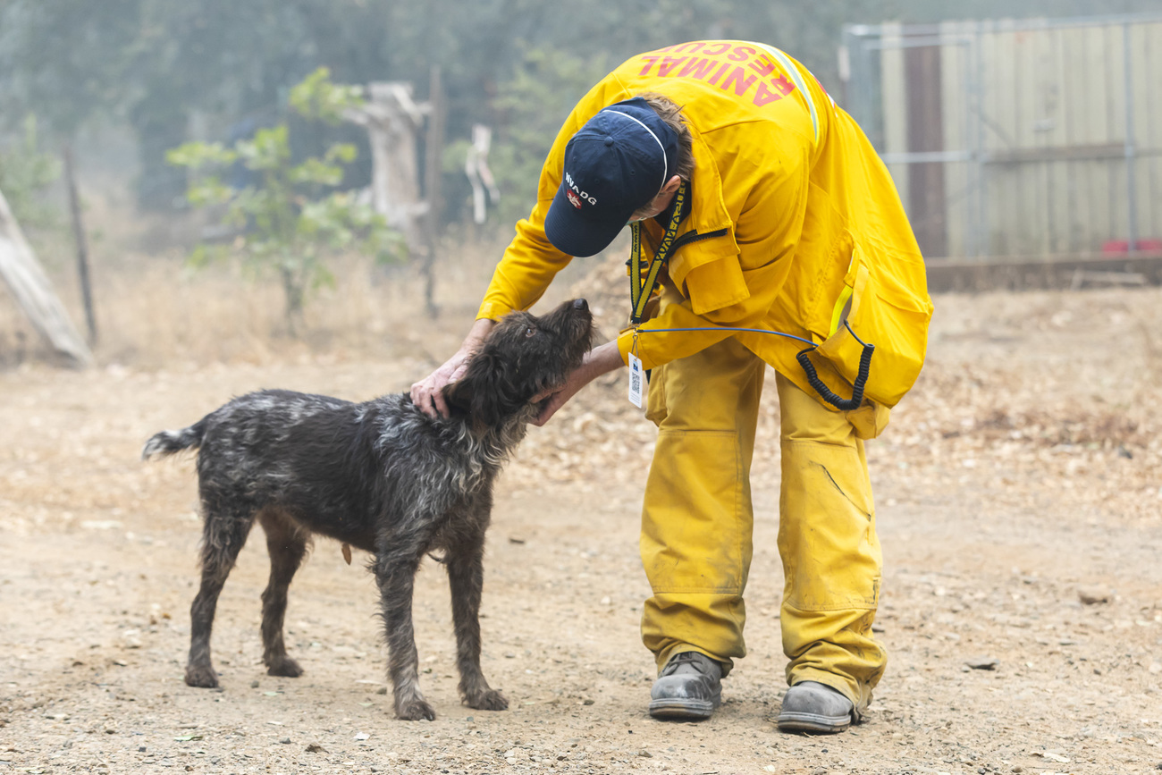 A disaster response team member pets Pippa, a dog rescued from the wildfire. 