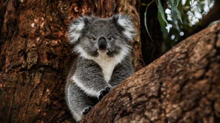 What you should know about koalas | IFAW