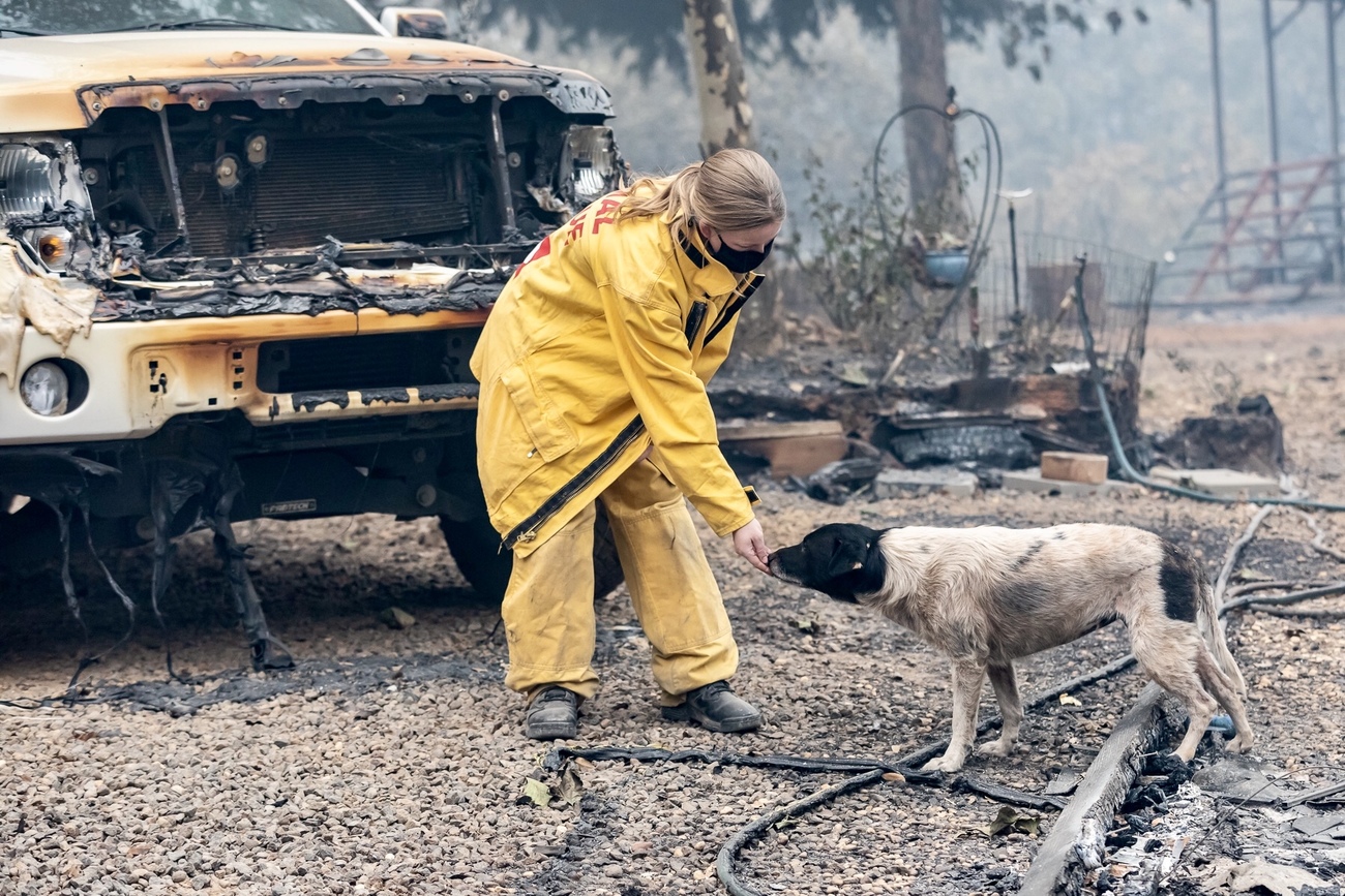 disaster responder reaches down to pet a dog rescued from a wildfire