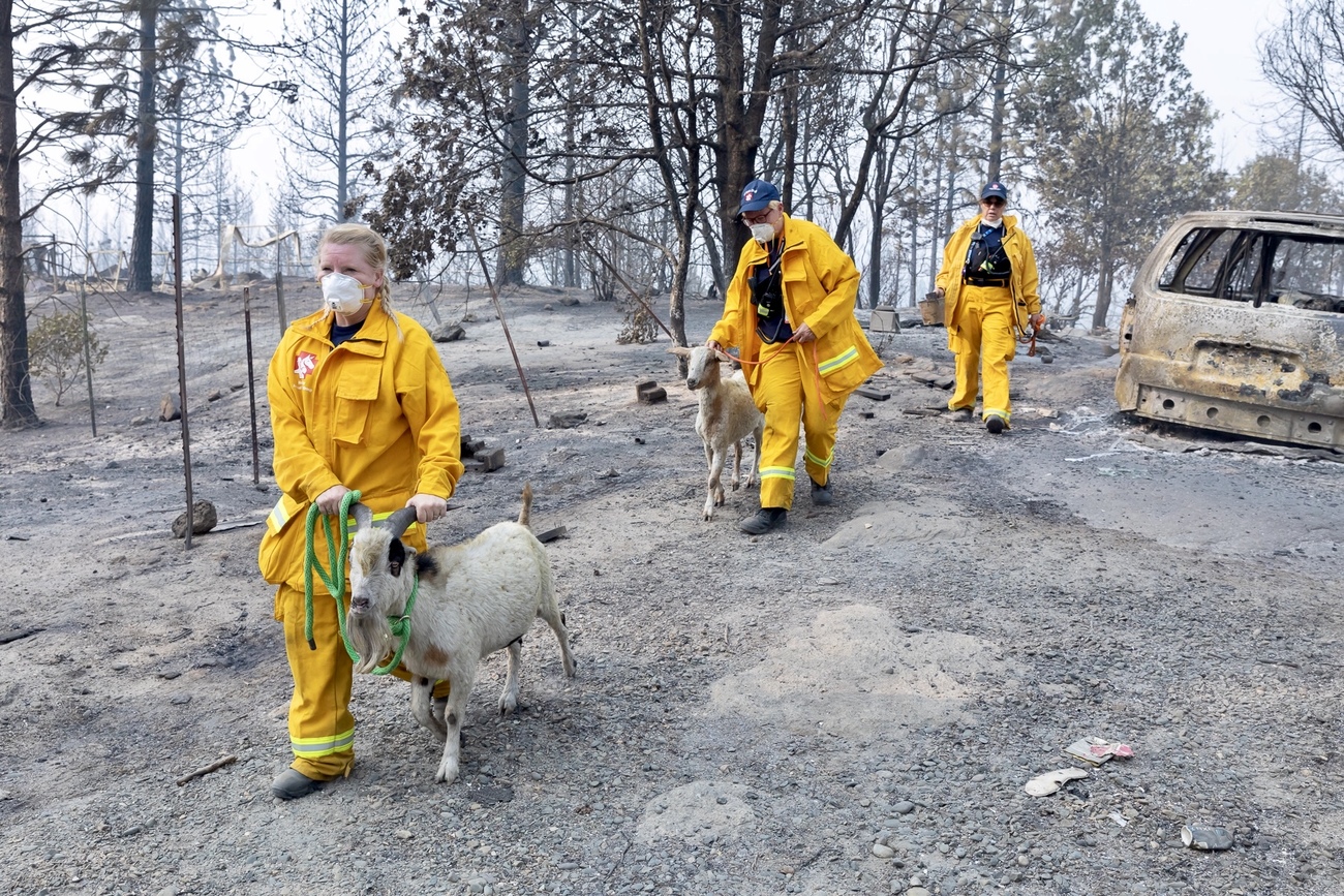 Les intervenants effectuent des recherches et des sauvetages d'animaux pendant le North Complex Fire en Californie.