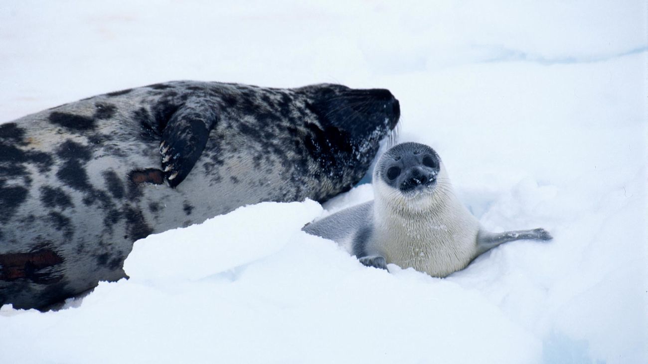 hooded seal pup and mother