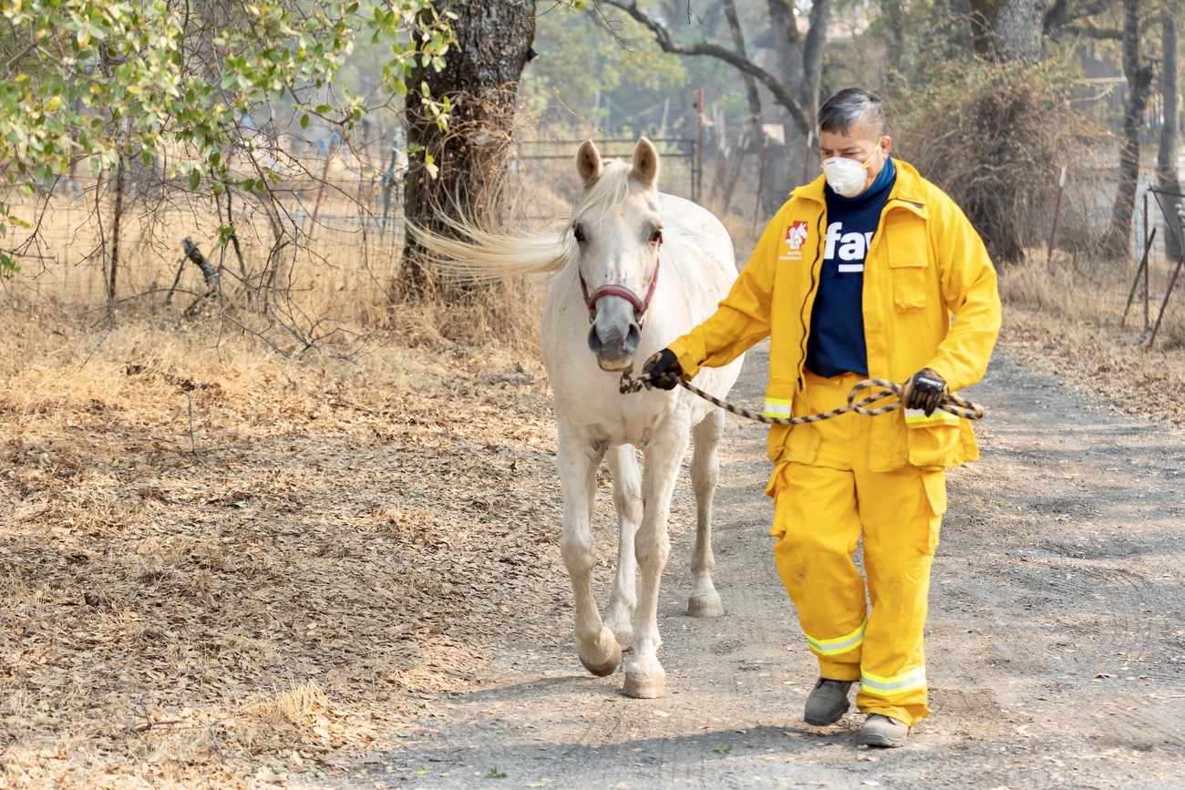 IFAW responder Mark rescues Star the horse. 