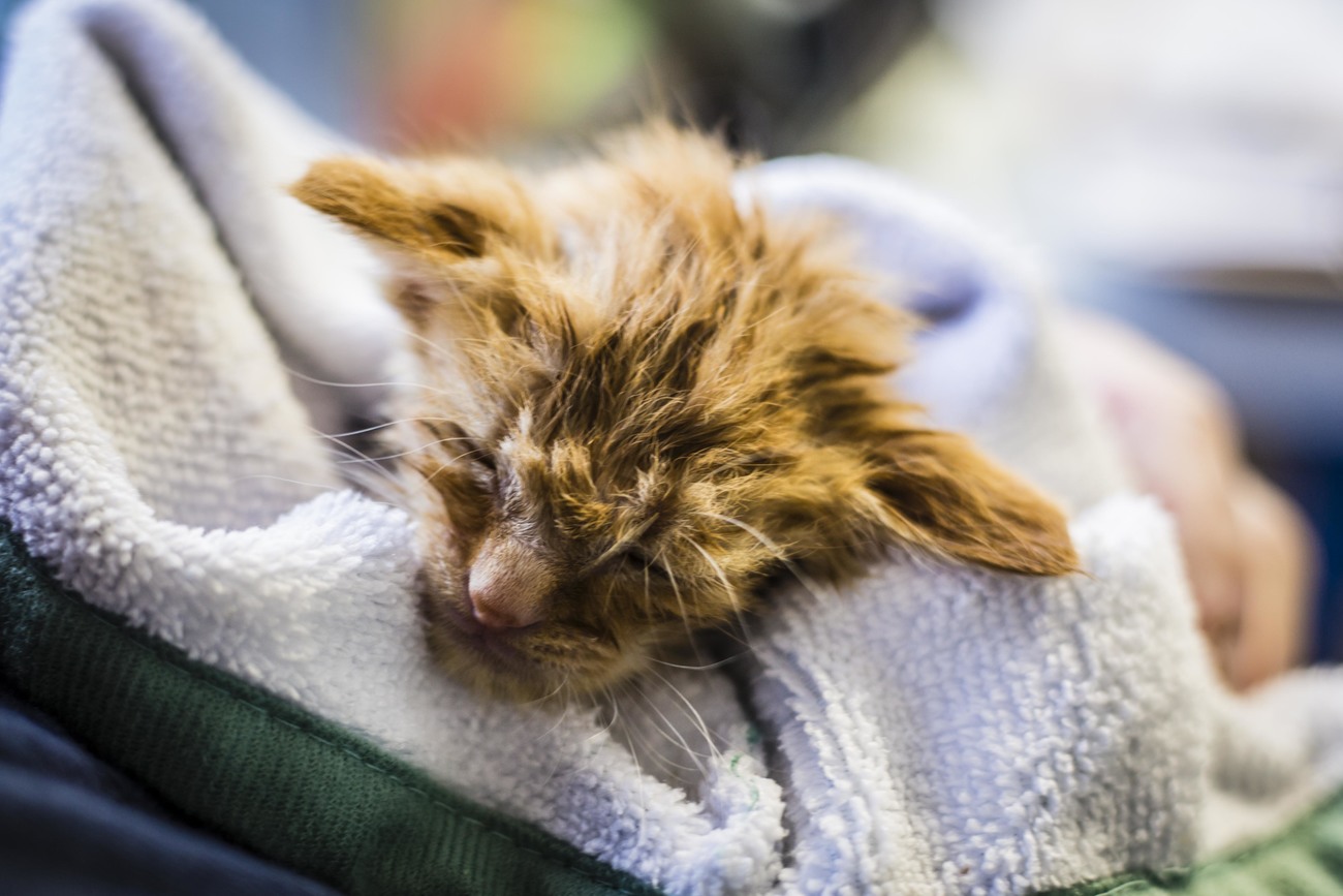 A kitten named Baby Yoda is wrapped in a towel following her bath. 